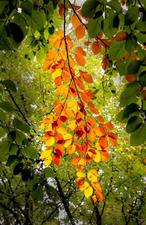 'Bright Leaves' by Jonathan Ruddle of Milford On Sea u3a