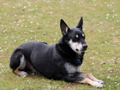 Pets of the Furred Age 2