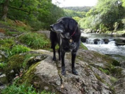 Pets of the Furred Age 3