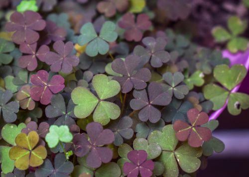 Shamrock