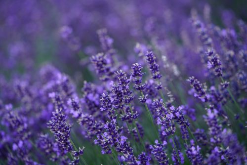 Lavender flowers