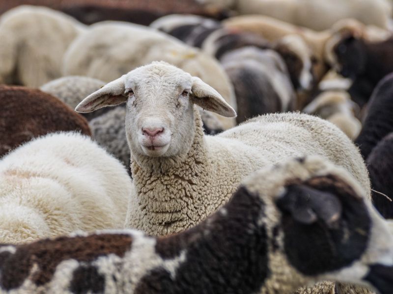 a flock of sheep