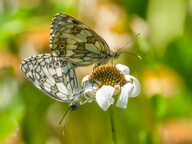 Photo of two marbled butterflies