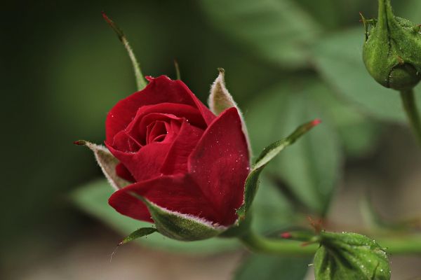 red rose