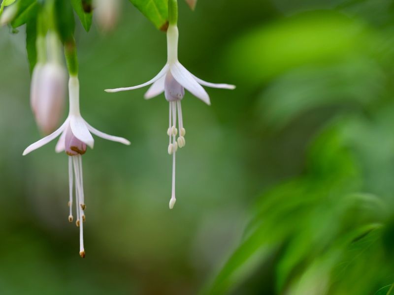 Pale pink fuchsia flowers