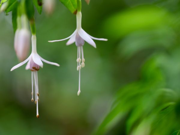 Pale pink fuschia flowers