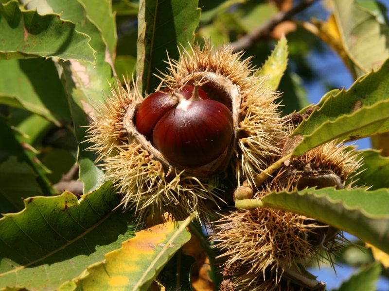 Sweet chestnut growing
