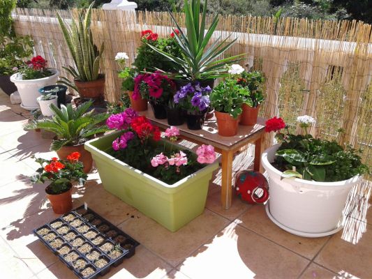 collage of fish underwater 