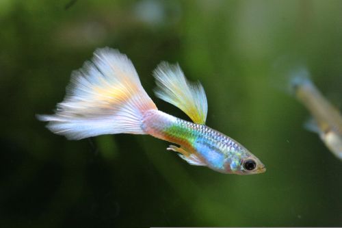 Tropical fish