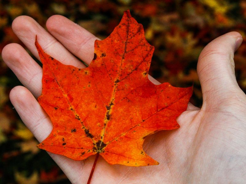 A hand holding an autumn leaf