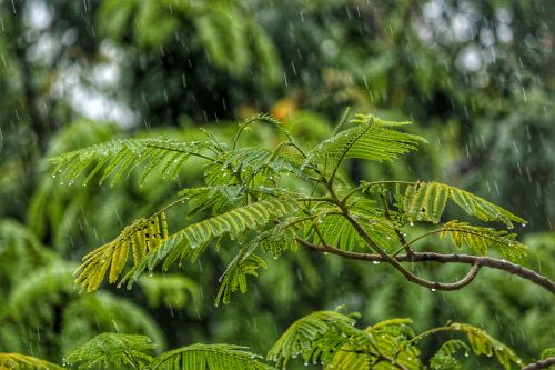 Summer rain on trees