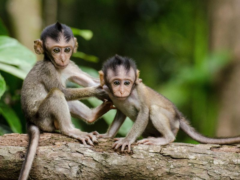 Photo of curious baby apes