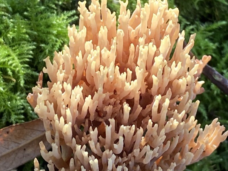 fungi growing in nature