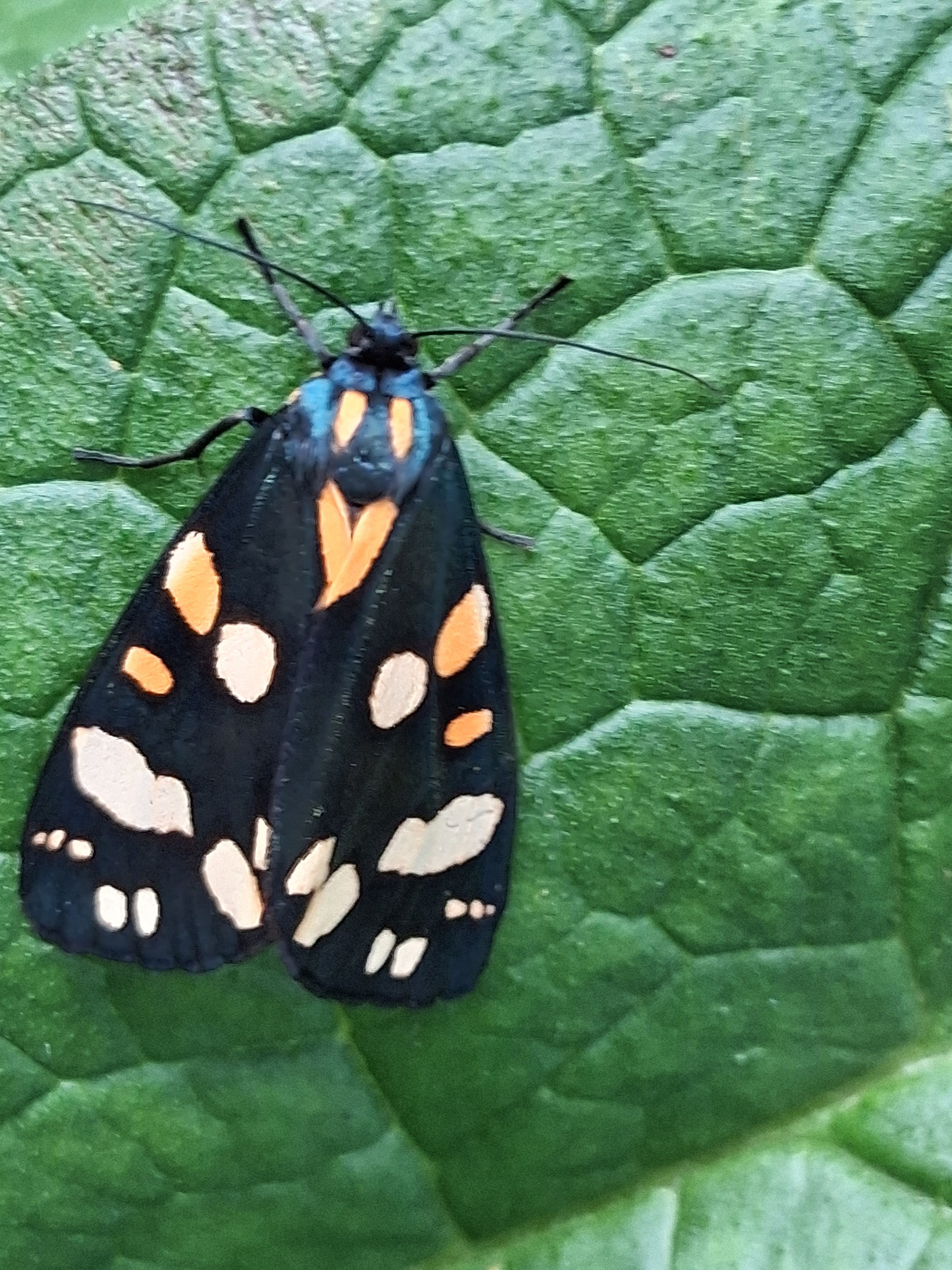 Photo of a scarlet tiger moth