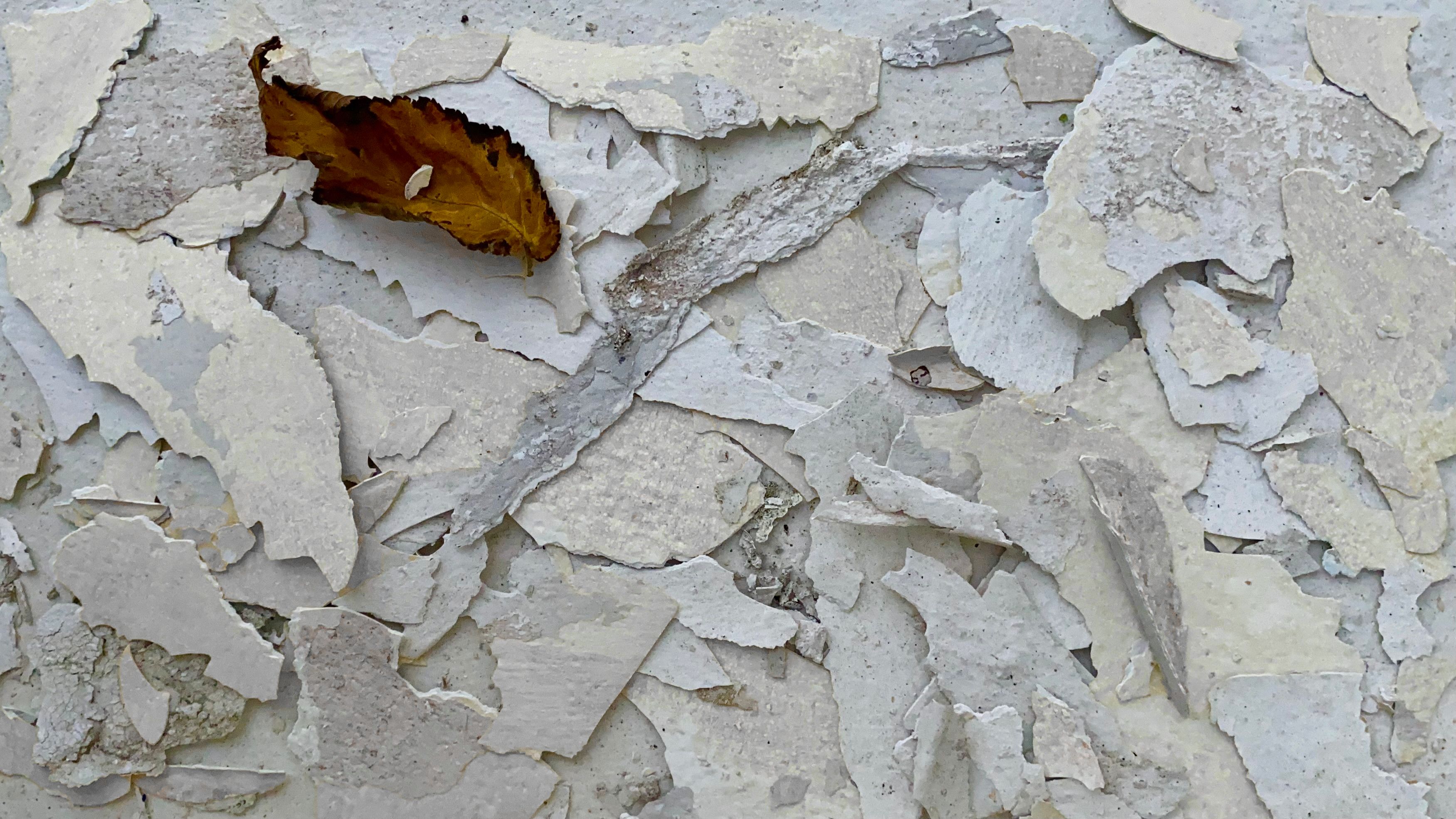 Photo a brown leaf on paint flakes