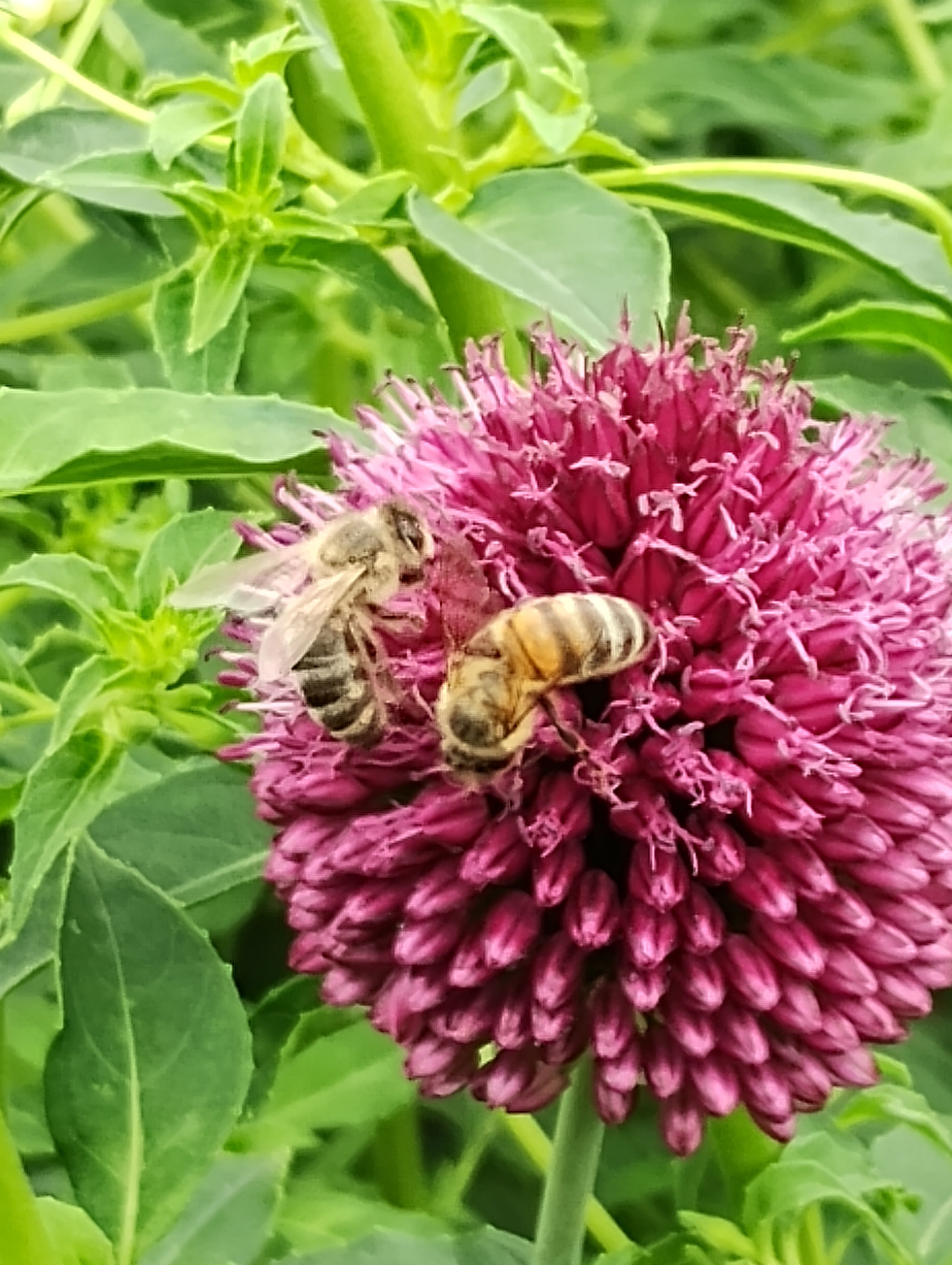 Photo of a bee on an allium flower