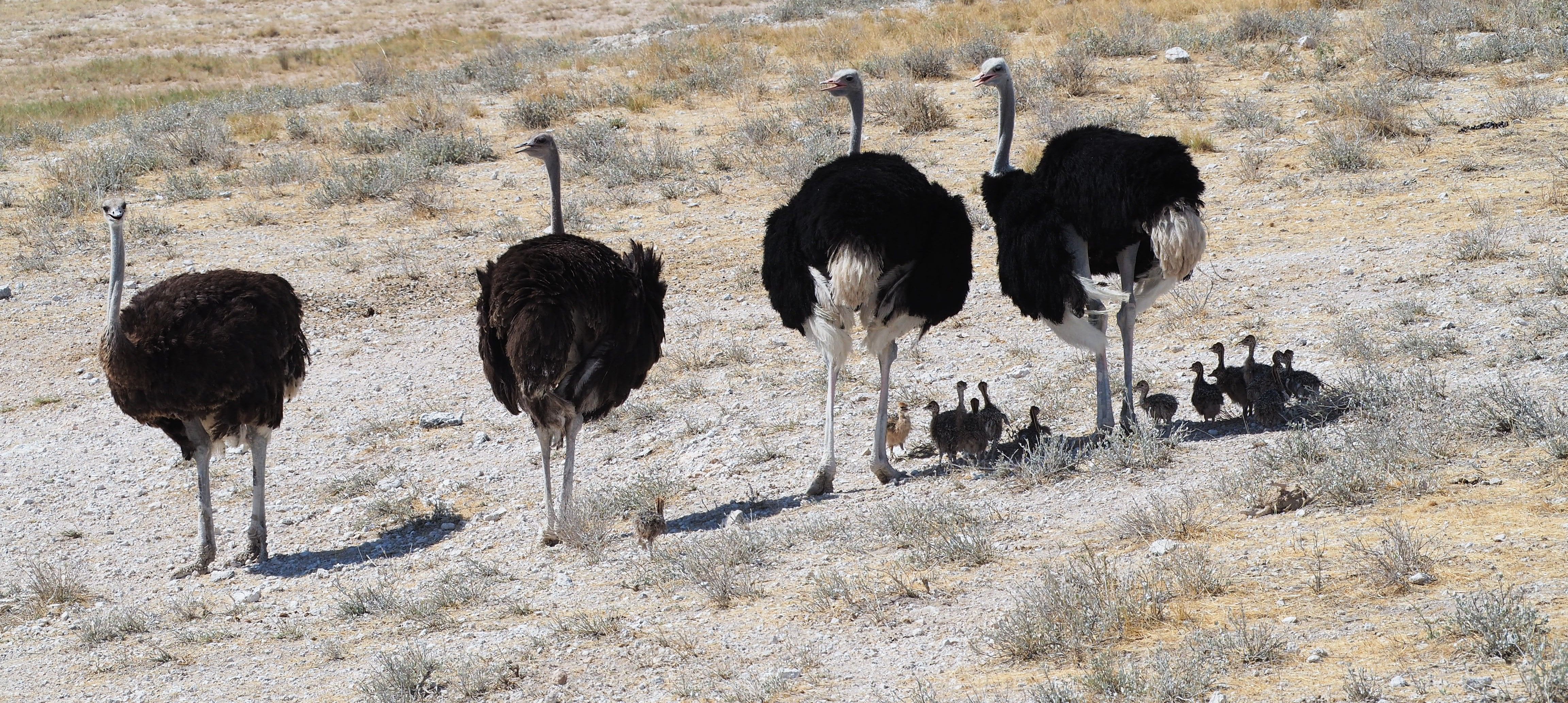 Photo of ostriches with young