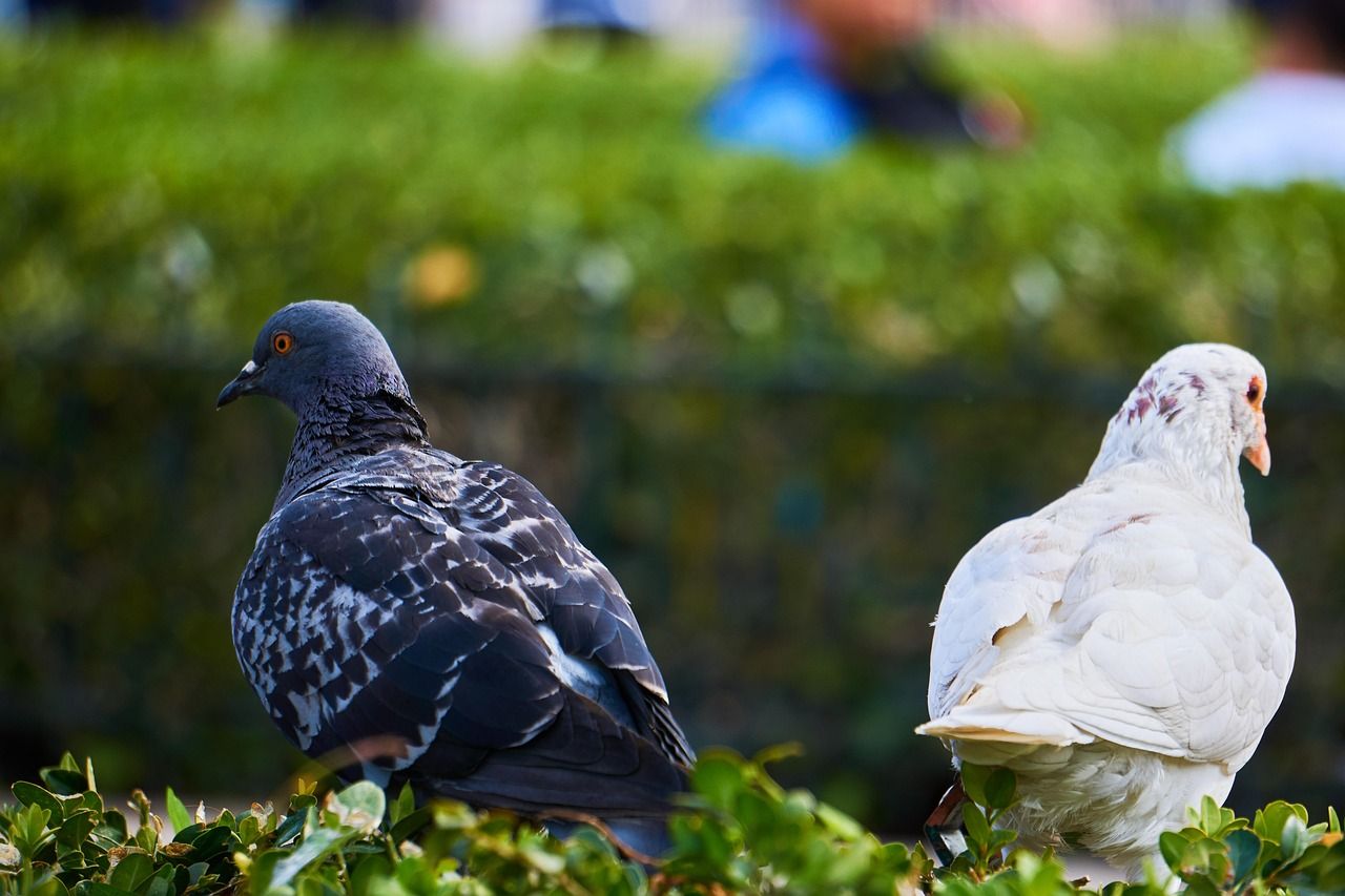 Photo of grey and white pigeons