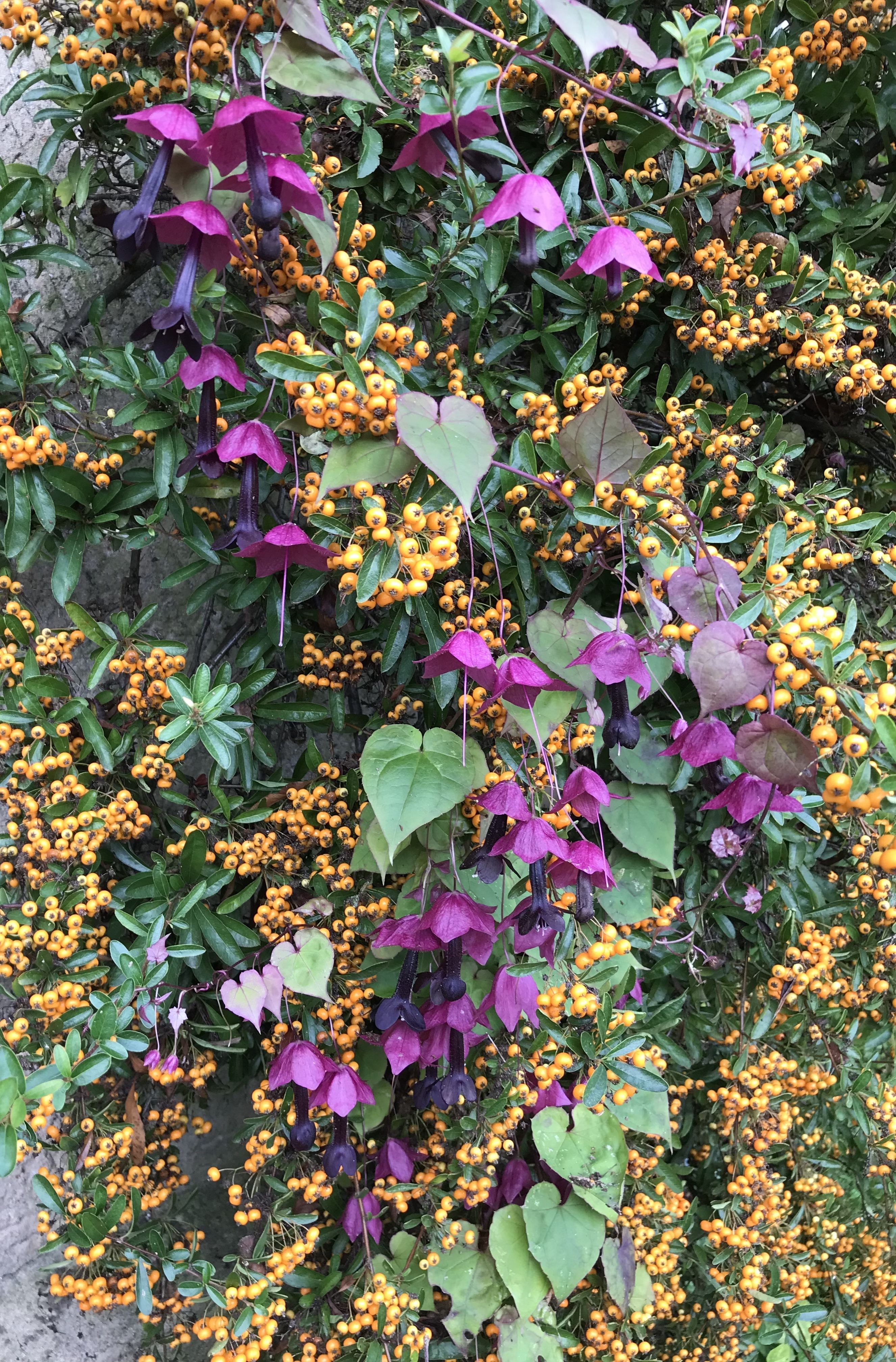 purple and green leaves cascading down amongst small orange berries