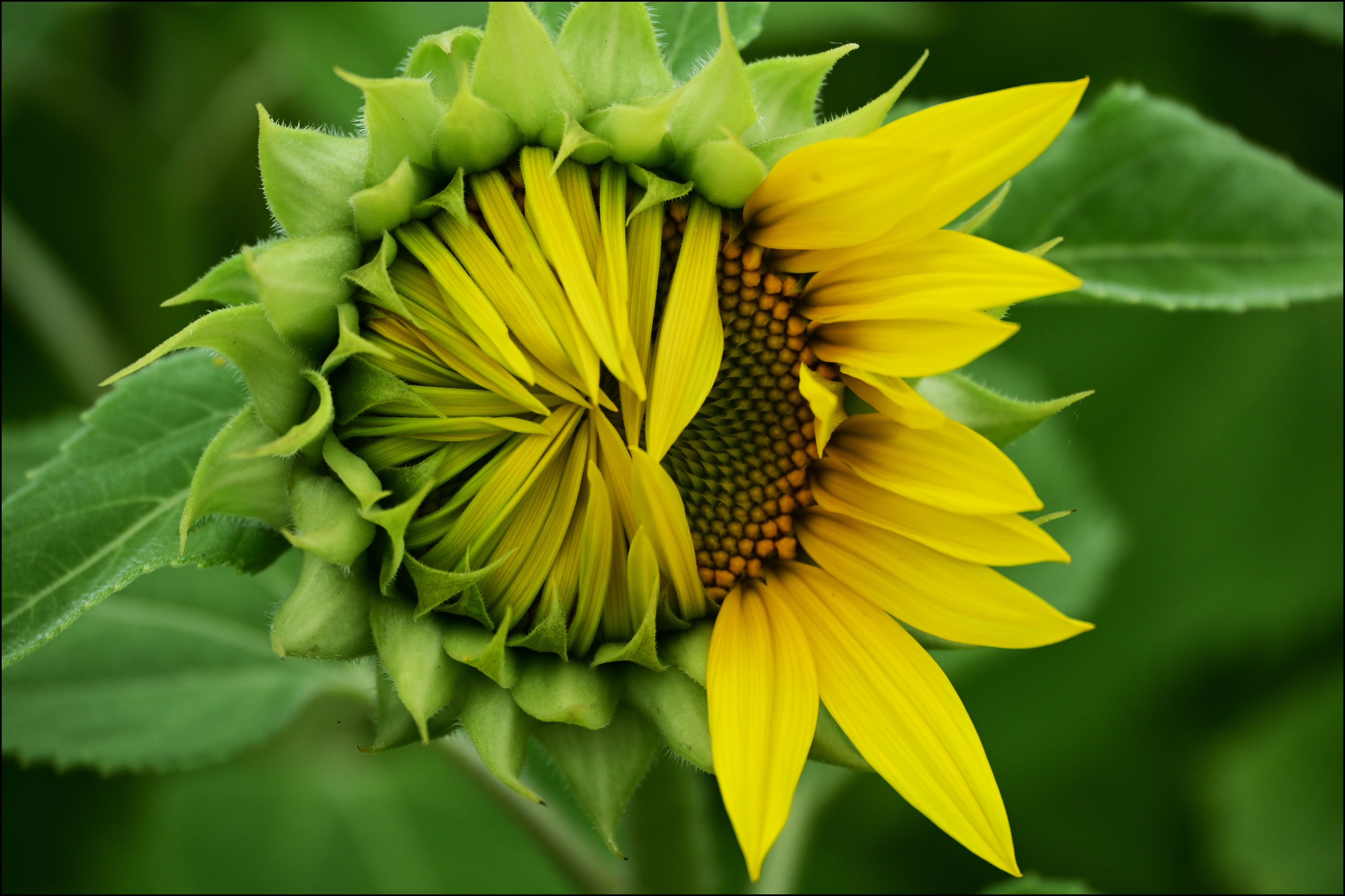 Photo of a half open sunflower