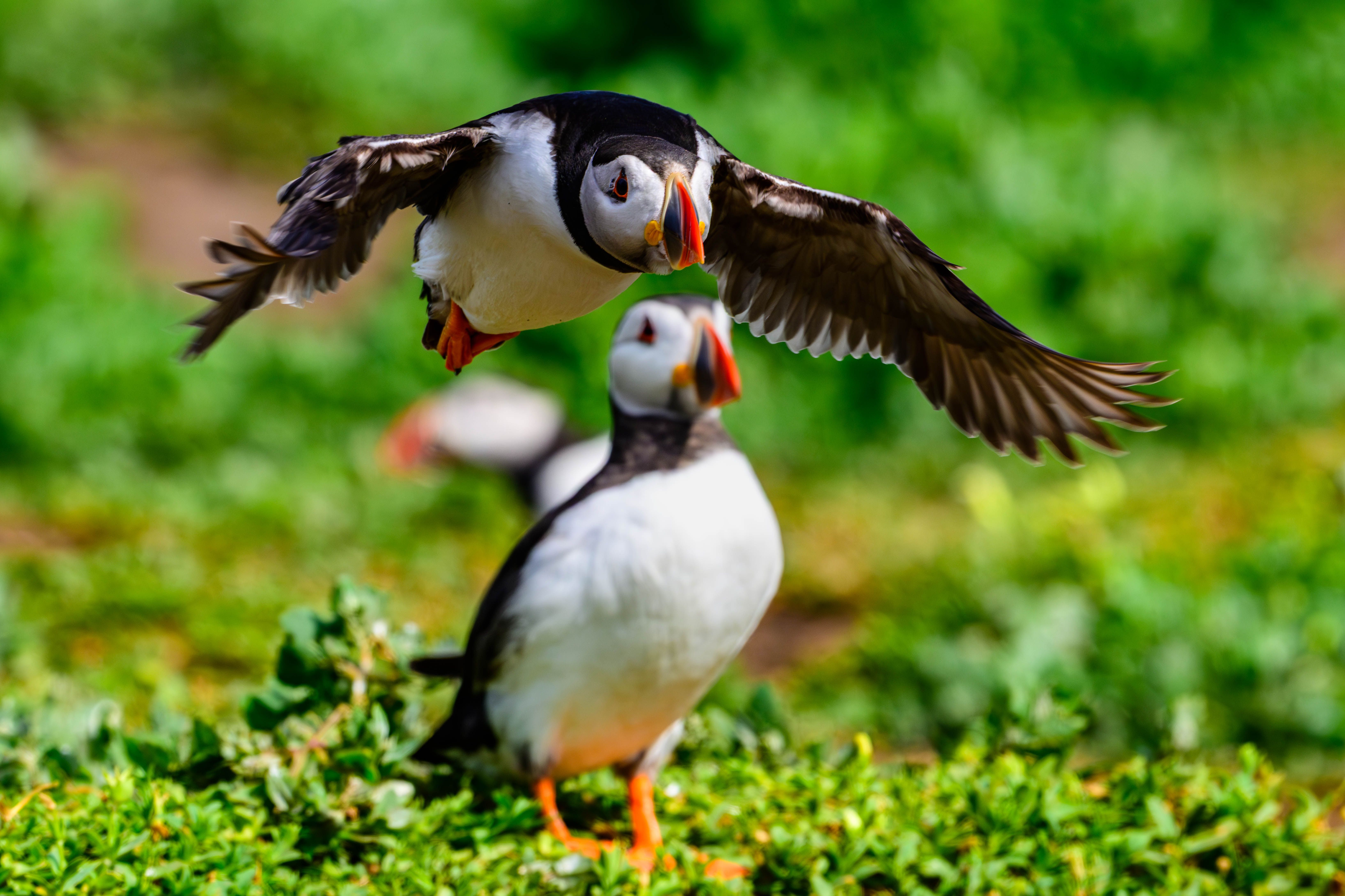 Photo of two puffins - one flying over the other