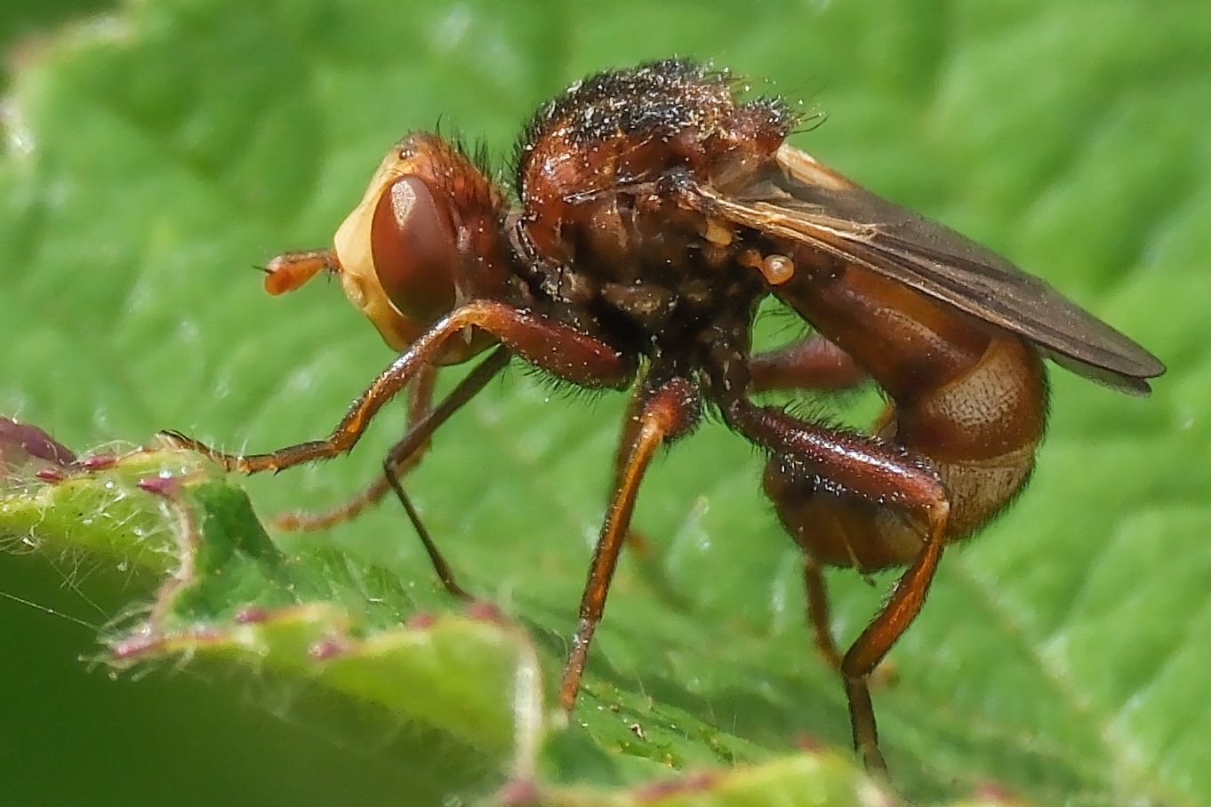 Photo of a rust coloured fly