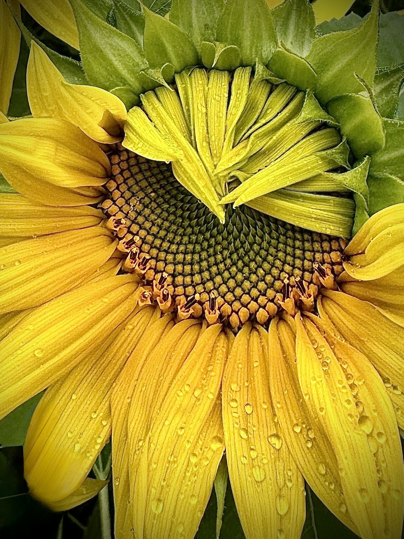 Photo of an opening sunflower