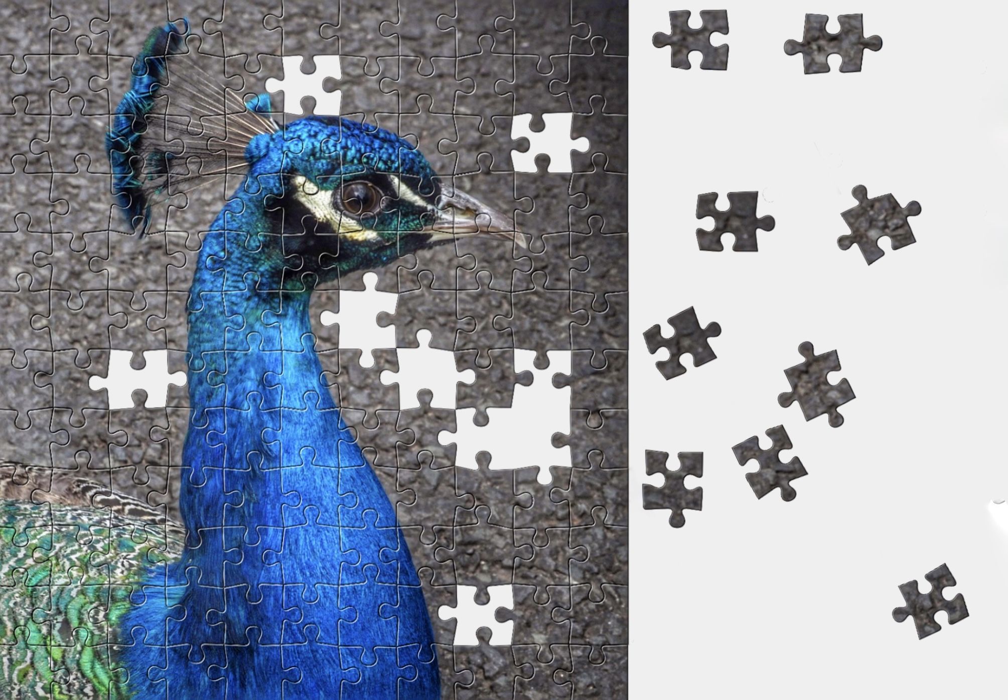 Photo of a peacock made into a jigsaw puzzle