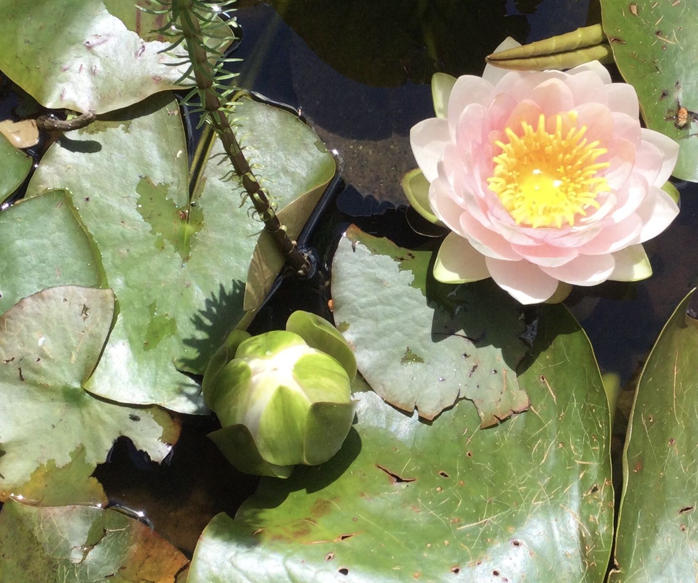 Photo of opening water lilies