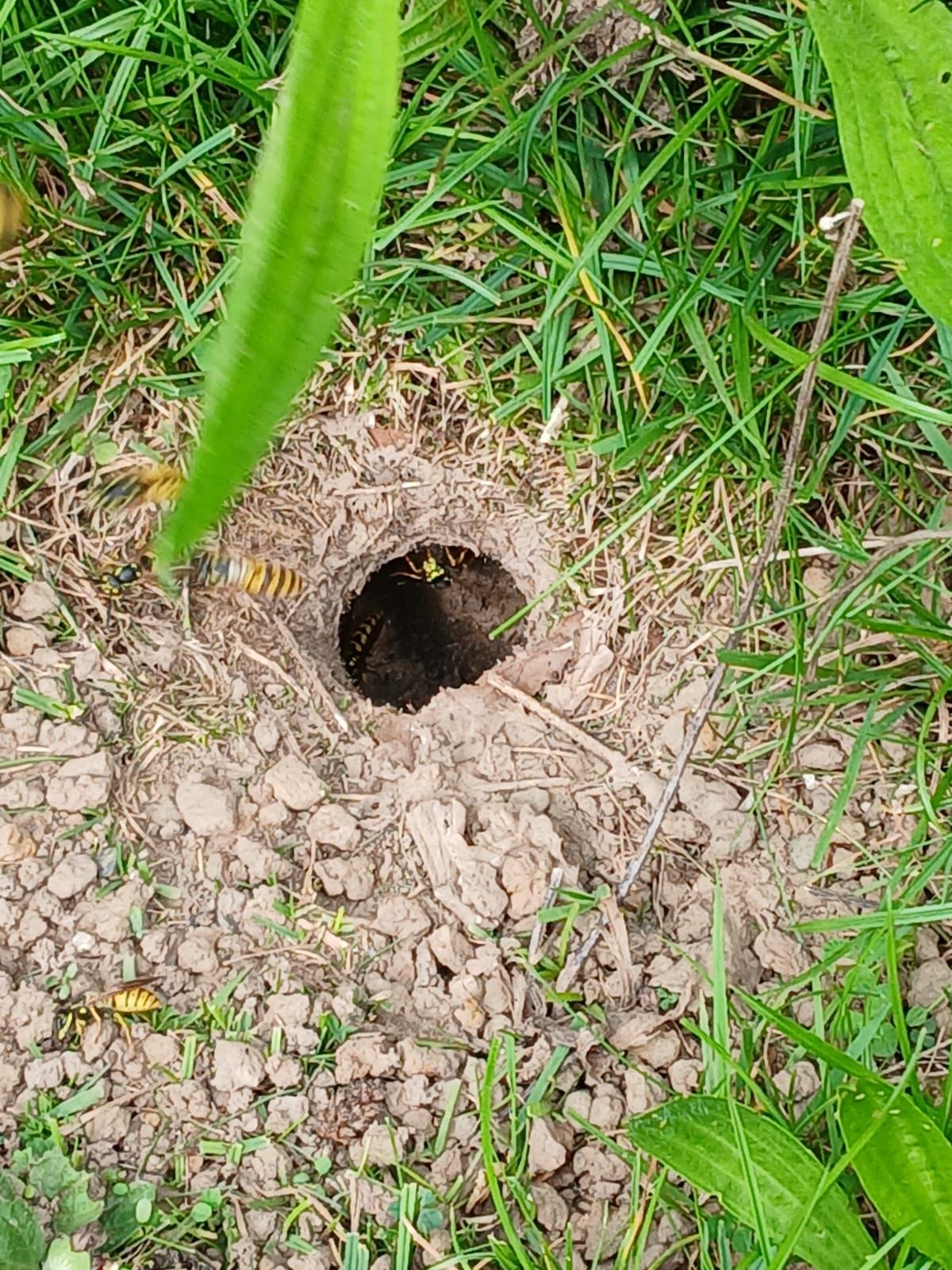 Photo of a wasps nest
