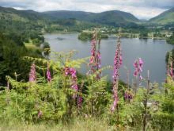 a lake in the background with mountains, and pink flowers in the foreground