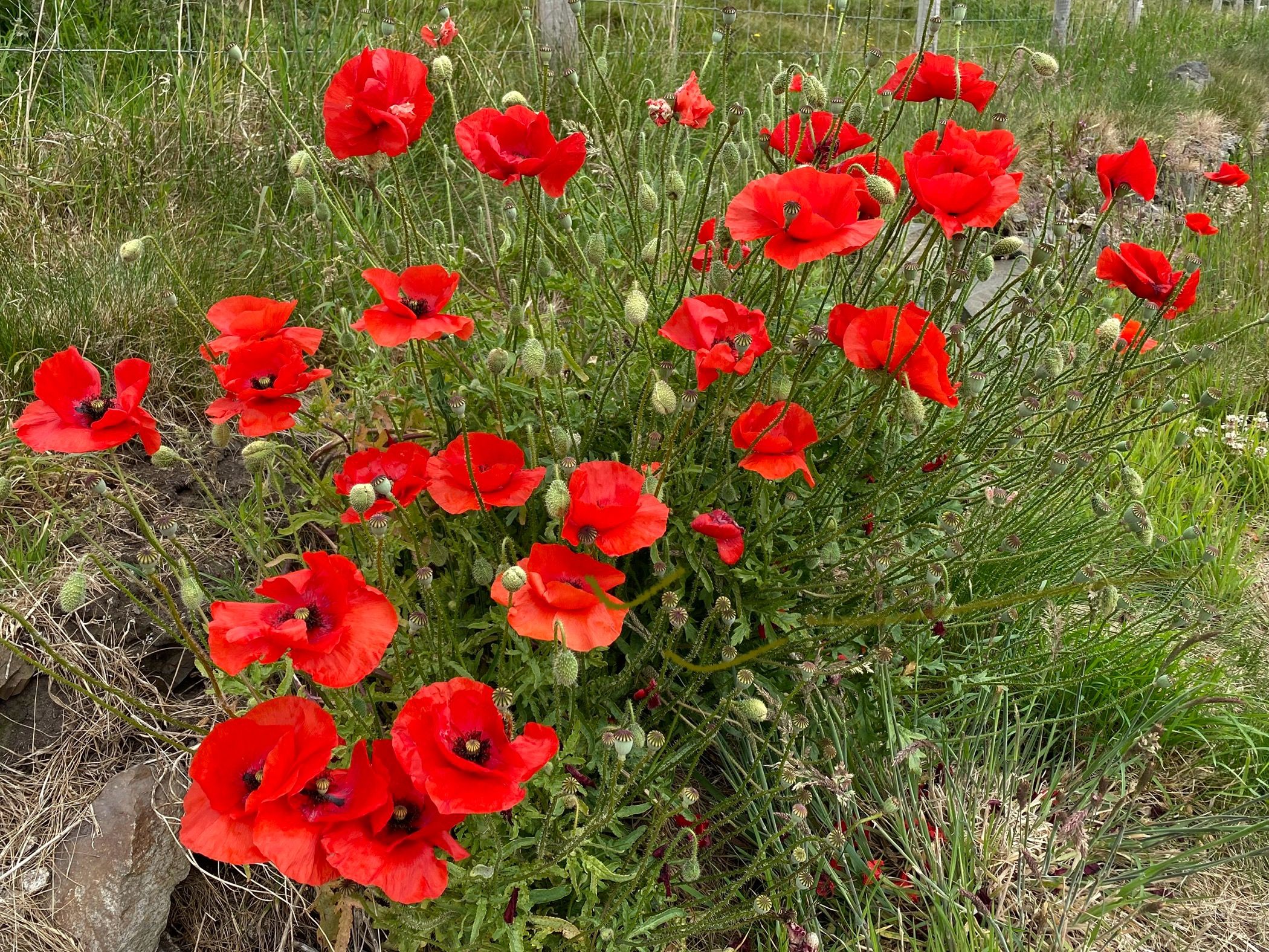 Photo of red poppies