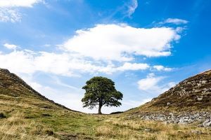 blue sky with a single cloud. Photo showing a single tree in between two hills. sycamore gap at hadrian's wall.