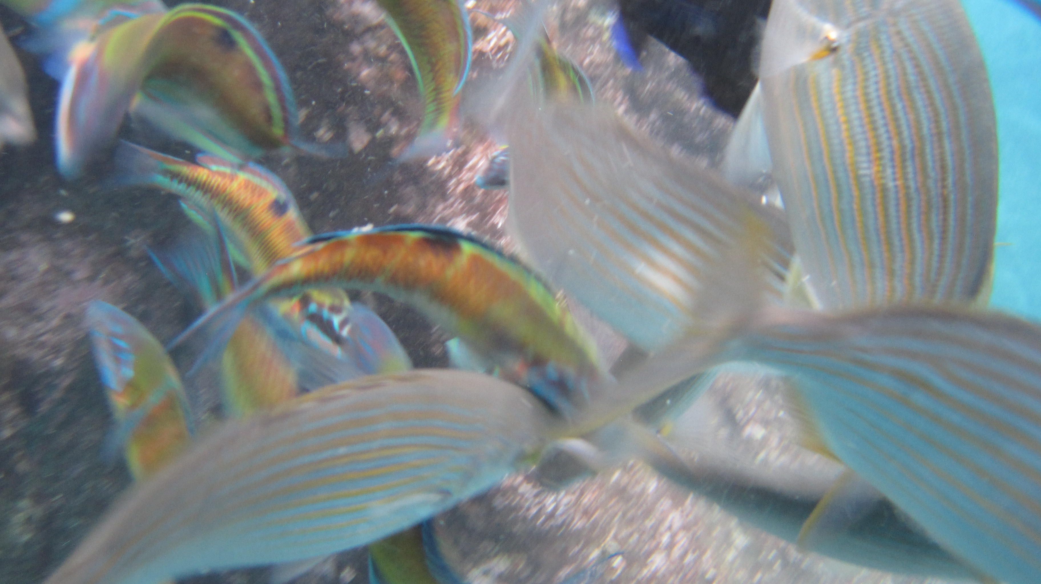 blue and yellow fish in water swarming around