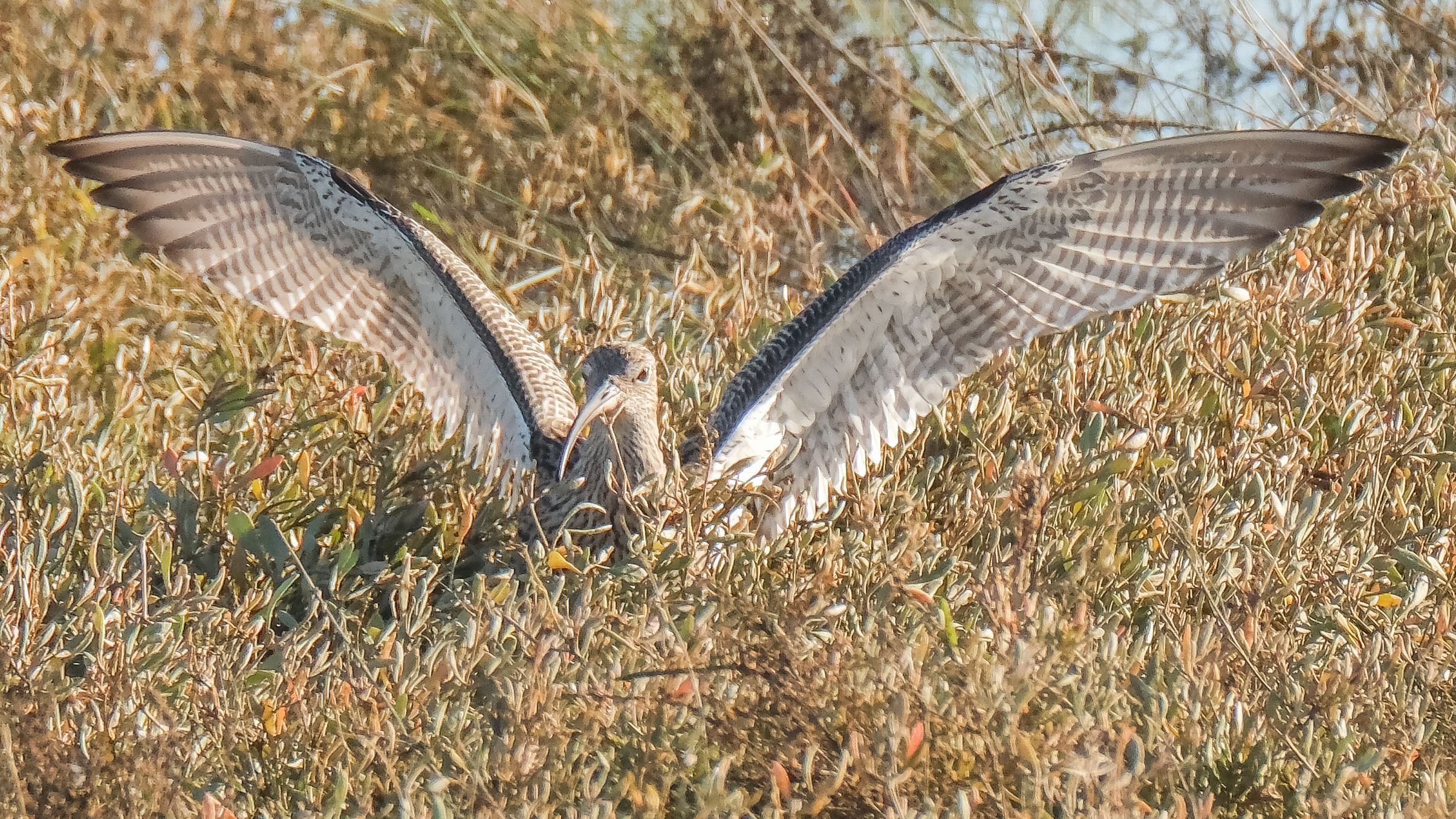 grey bird with huge wingspan in grass