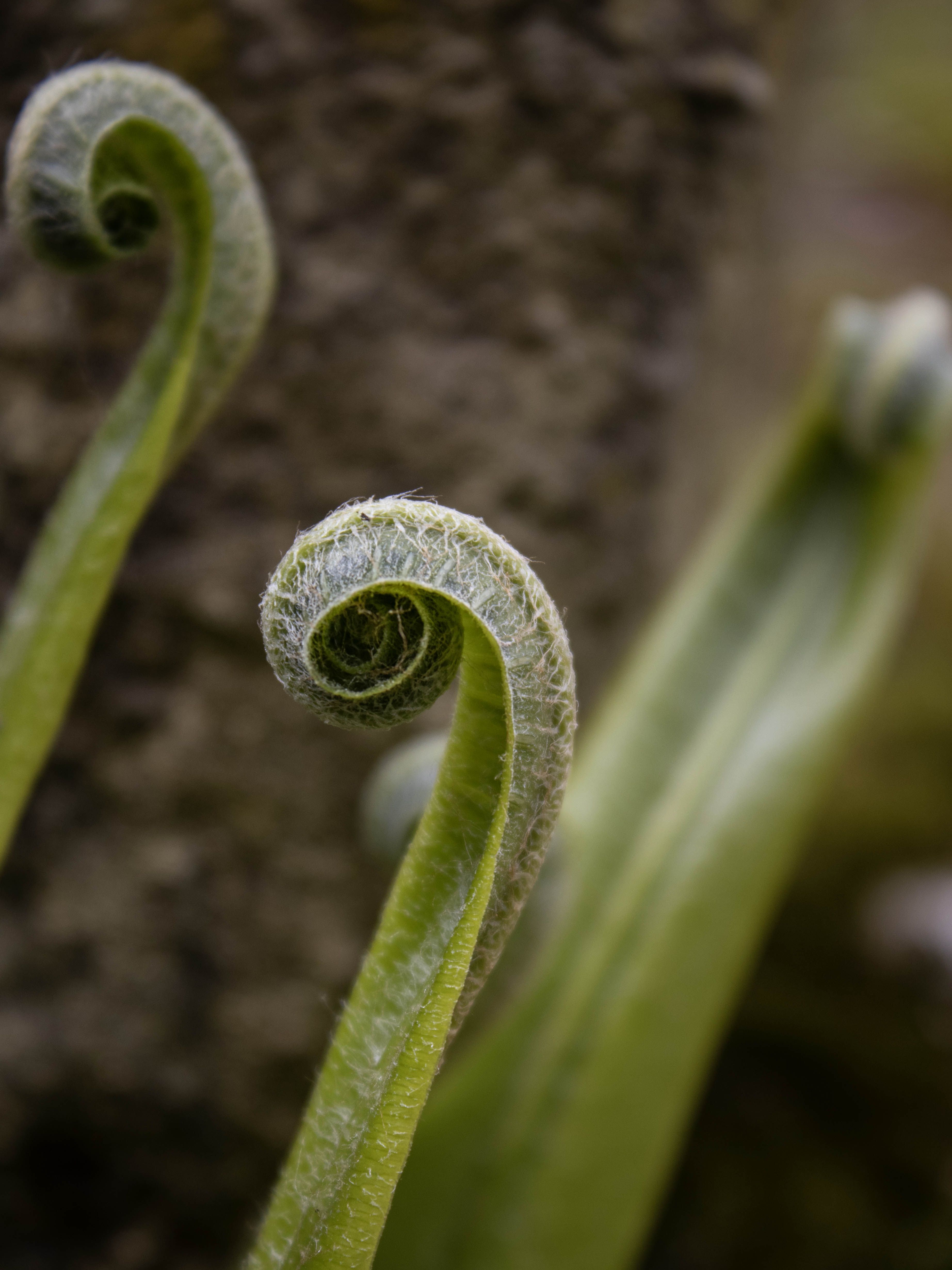 Photo of fern fronds unfolding