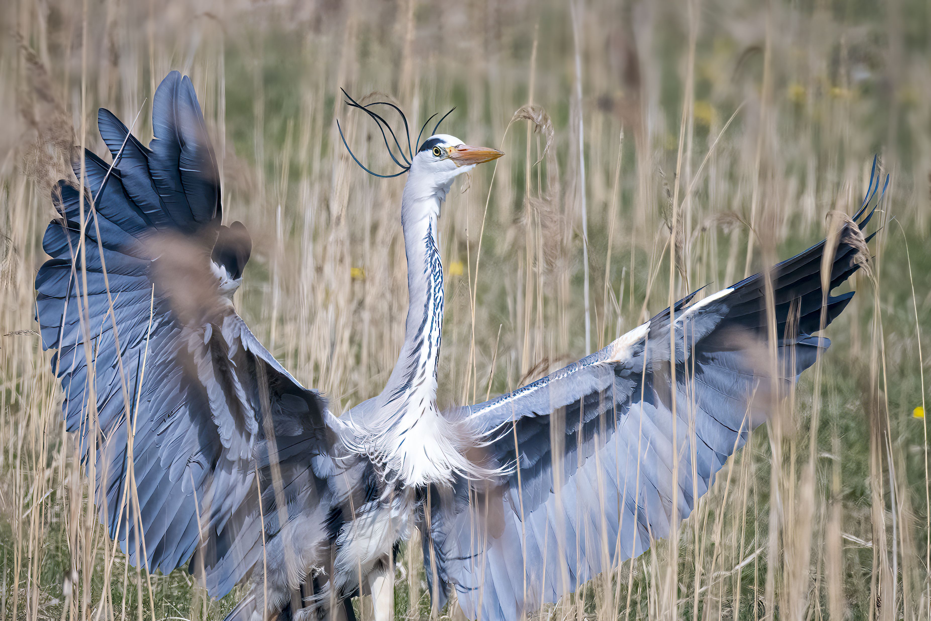 Photo of a heron opening its wings