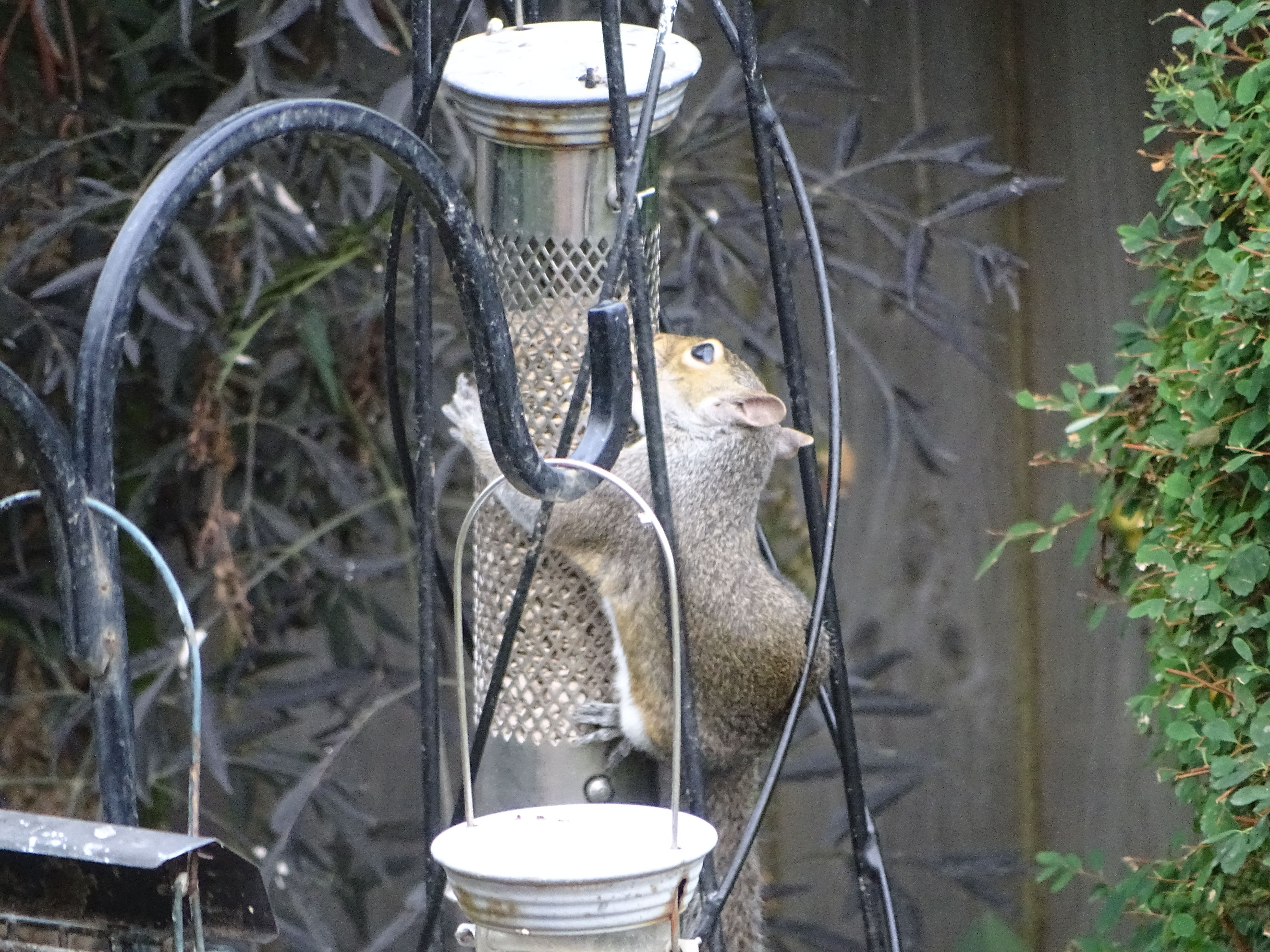 Photo of a squirrel on a bird feeder