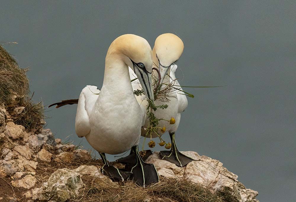 Photo of two gannets building a nest