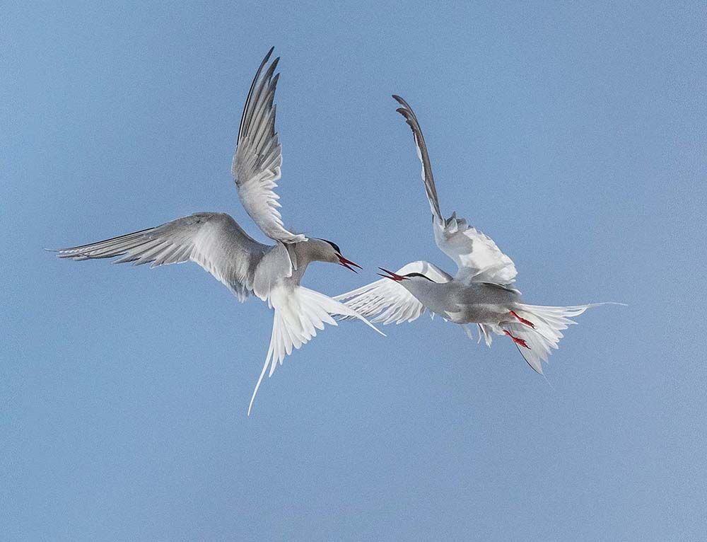 Photo of two terns fighting