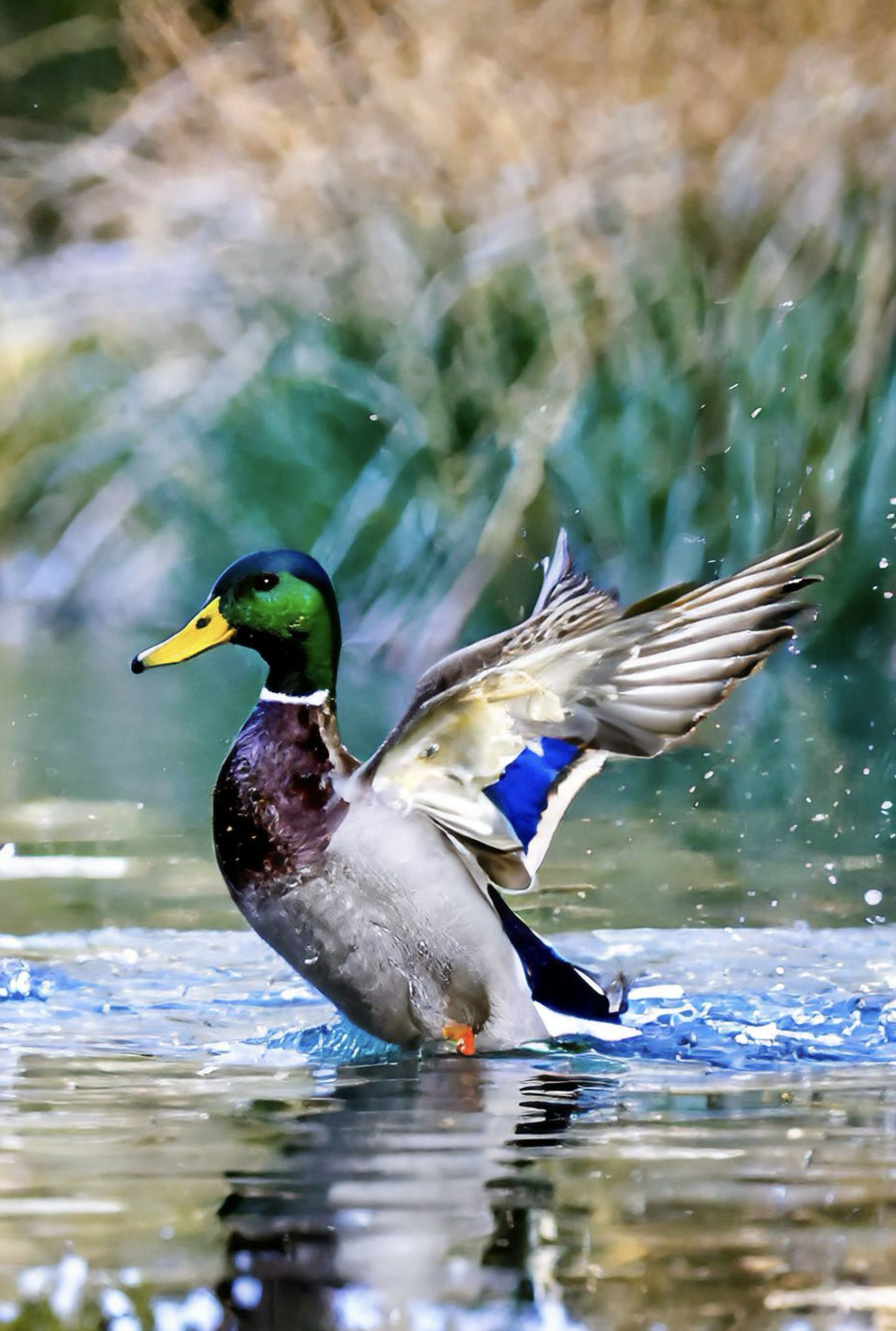 Photo of a mallard duck