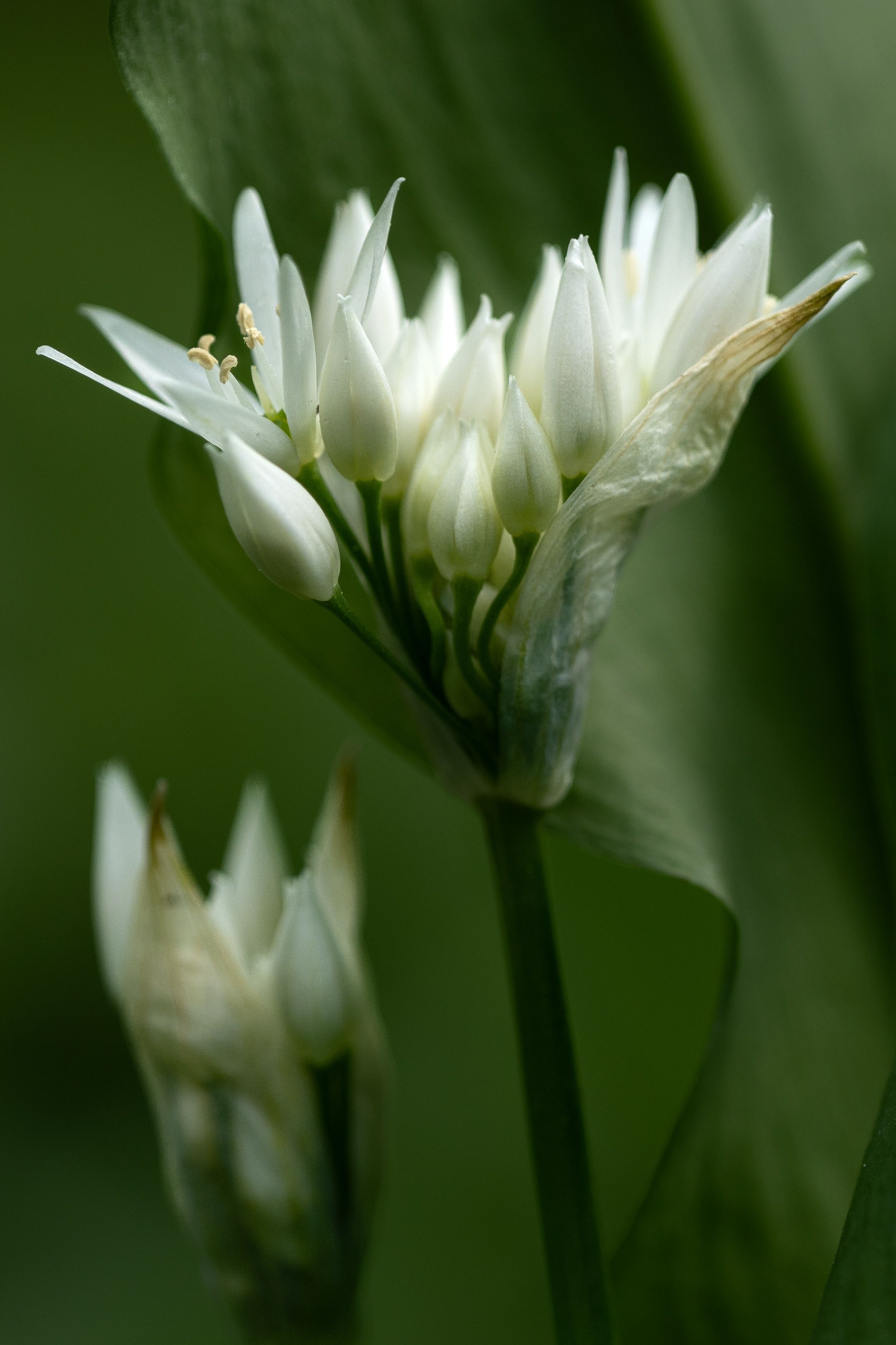 Photo of wild garlic