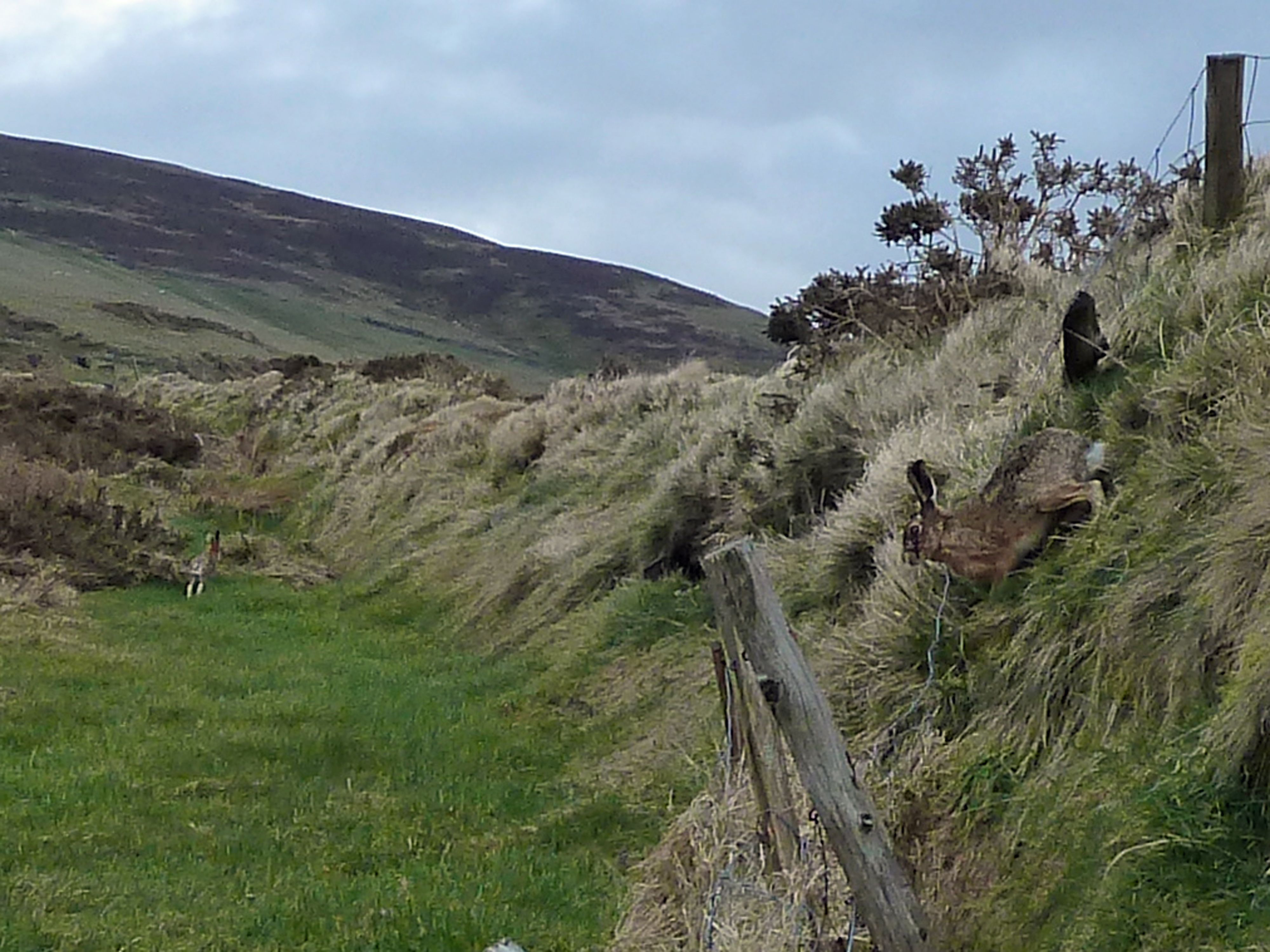 Photo of two hares