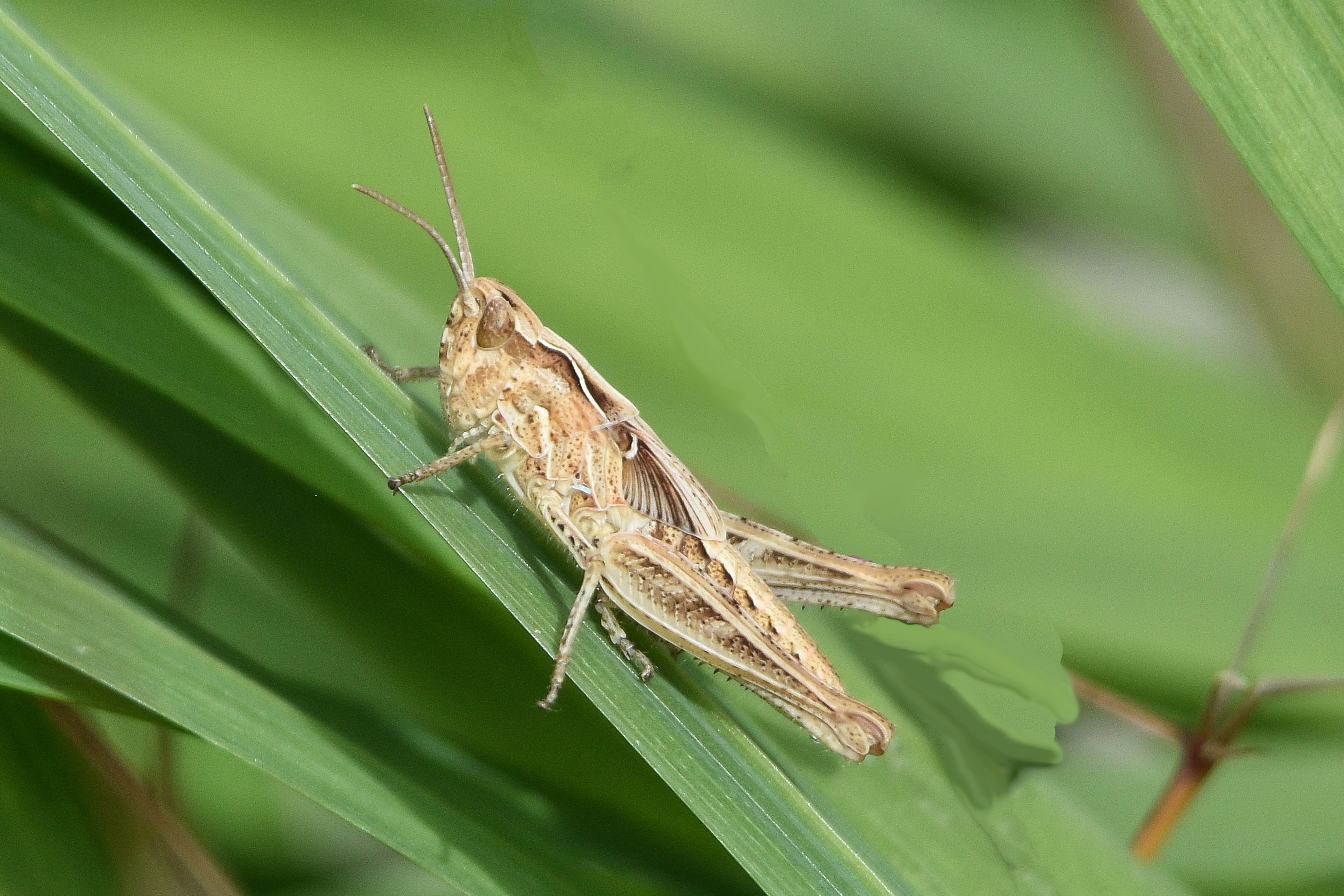Photo of a cricket