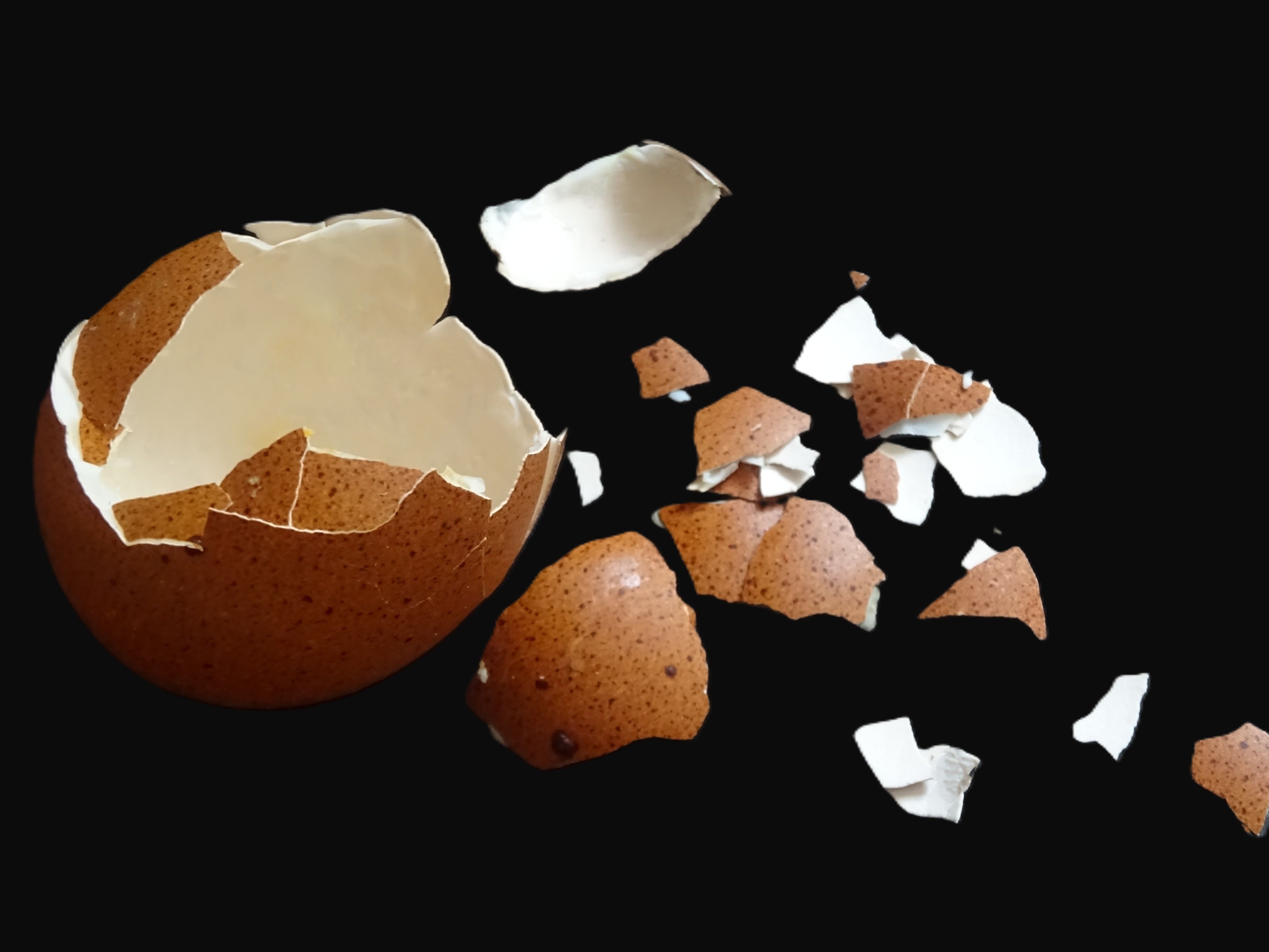 Photo of fragmented eggshell