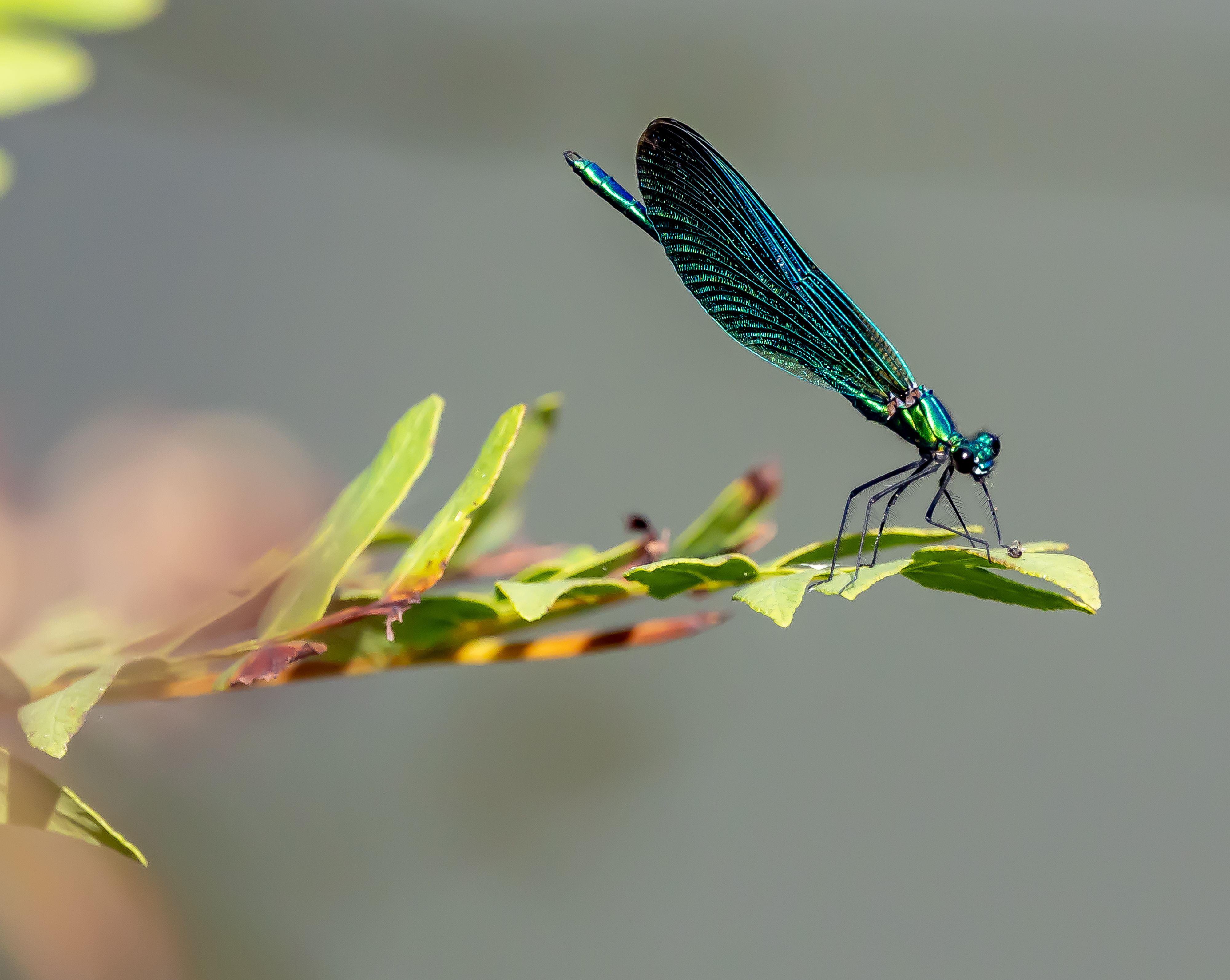 Photo of a Dragonfly