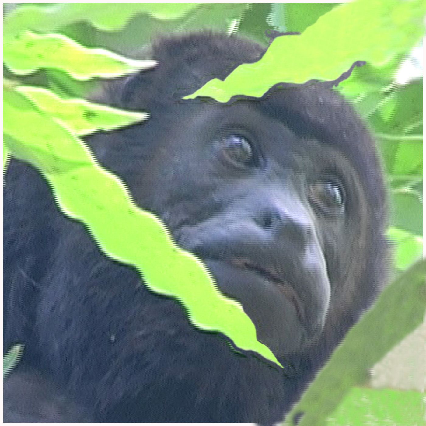 Photo of a Howler Monkey