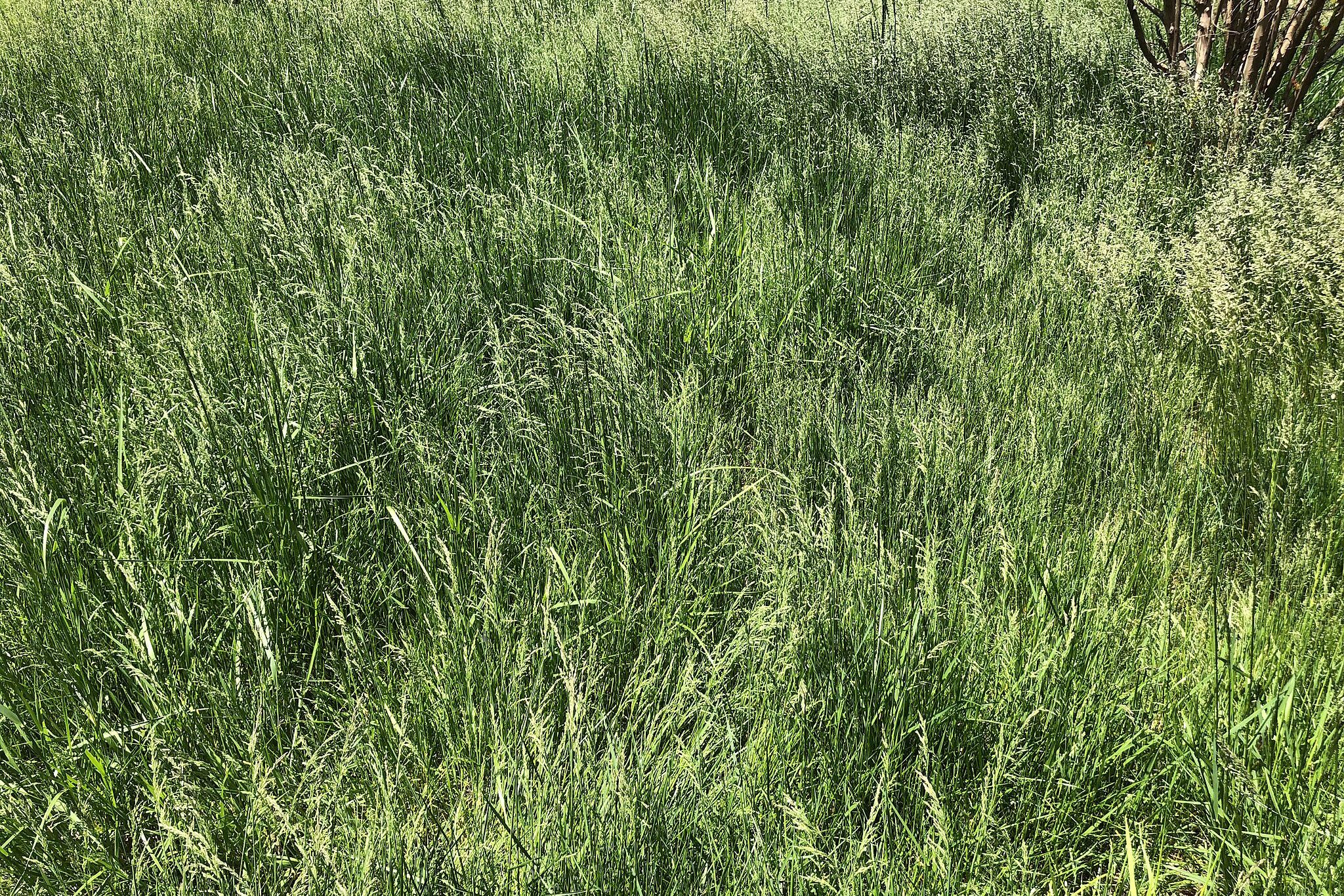 a zoomed in photo of some overgrown grass