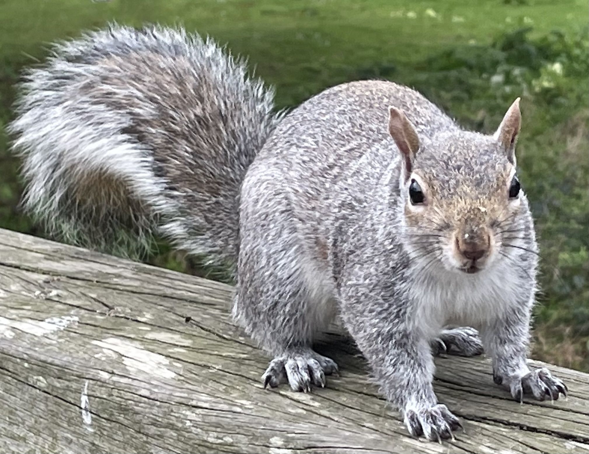 squirrel on branch