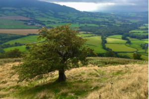 A tree in the countryside